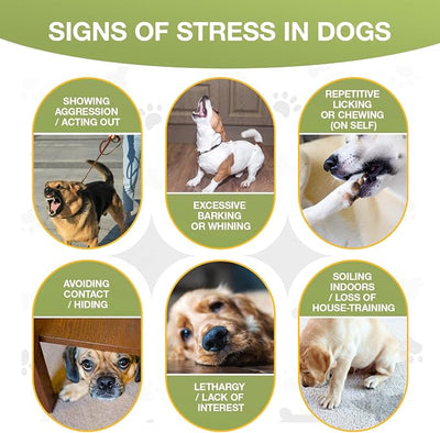 Calming Chews for Dogs - Dog Calming Chews for Separation, Strеss & Hyperactivity Rеlief, Storms &Fireworks, Supports Rеlaxation for Travel, -180 Chews