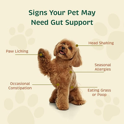 Spirited Paw Probiotic + Gut Health - Digestive & Immune Support for Dogs & Cats - Prebiotic, Probiotic & Postbiotic Pet Care Blend with Organic Buckwheat & Chicory Root Fiber - 90 Capsules