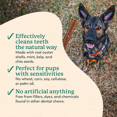 Dr. Harvey's Holistix Dental Chews for Dogs - Healthy Dog Teeth Cleaning & Fresh Breath Treats, Mint, Sweet Potato, Dried Kelp, Oyster Shells (24 Sticks)