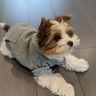 Jecikelon Soft Dog Hoodies for Small Dogs, Fleece Puppy Sweatshirt with Pockets, Warm Winter Cold Weather Coats for Pet Cat, Cute Clothes Puppy Costume (Grey, X-Large)
