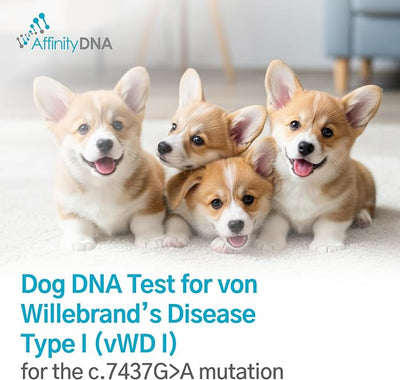 Dog von Willebrand DNA Test for von Willebrand’s Disease Type I (vWD I) | Home Sample Collection Kit for 1 Canine| Puppy vWD I Testing Kits | Results in 7 Working Days with No Extra Fees