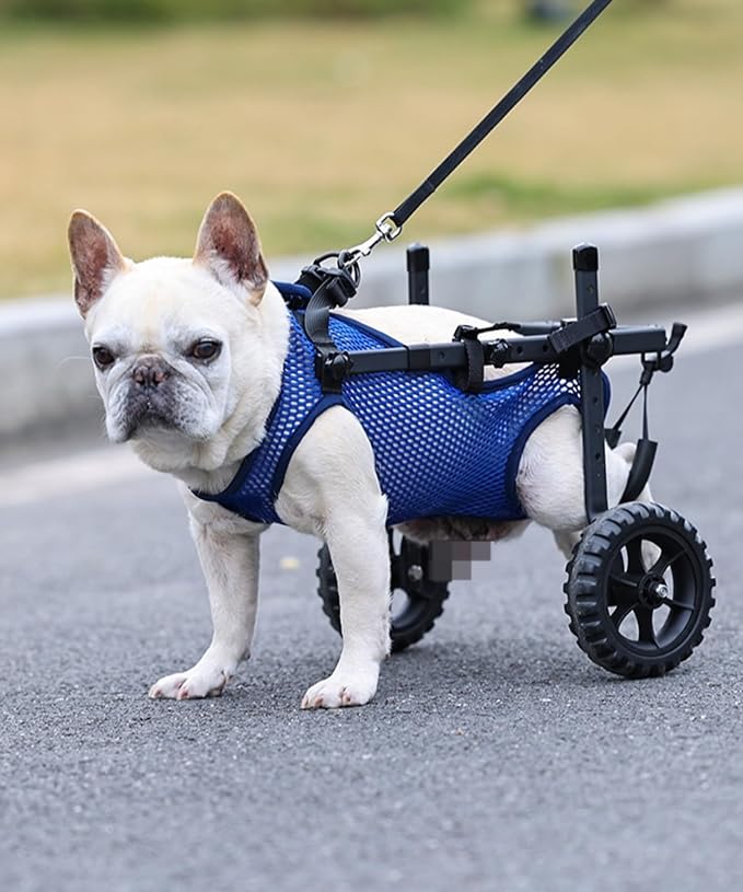 Adjustable Small Dog Wheelchair for Back Legs, Upgraded 5.5in Textured Wheel, Disabled Pets, Leg Brace, Mobility Aid, Hind Limb Rehabilitation, Older, Disabled (M (Chest 15.7-22.8in))