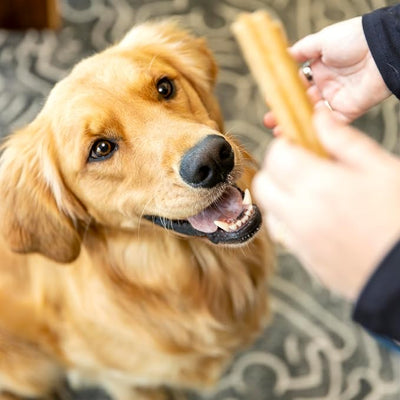 WEST PAW Dental Sticks Durable Dog Chew for Interactive Play, Clean Teeth and Fresh Breath - Safe Reliable and Long Lasting - 14 oz Bag for Large Dogs
