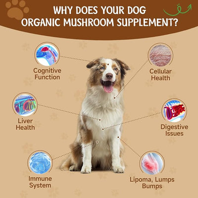 Mushroom for Dogs - Turkey Tail for Dogs - 9 Organic Mushroom Supplement with Turkey Tail, Reishi, Lions Mane - Hip & Joint, Skin & Coat, Digestive, Cellular, Immune Health Support - Chicken Flavor
