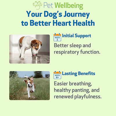 Pet Wellbeing Young at Heart for Dogs - Senior Heart Health Support, Cardiovascular Wellness with Hawthorn & Motherwort - NASC Certified & Vet-Formulated - 2 oz Liquid Formula