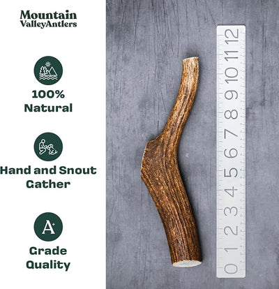 Mountain Valley Elk Antlers for Dogs - 100% Natural & Organic Chew for Aggressive Chewers, No Odor, No Mess, Long Lasting - Wild-Foraged Naturally Shed Antlers in USA - Grade A, Whole Large (1 Pack)
