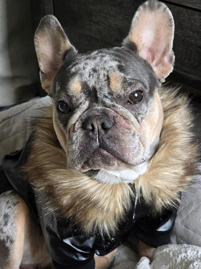 LESYPET Dog Leather Jacket for Small Dogs, Waterproof Dog Winter Jacket Puppy Coat with Fleece Lined, Ultra Warm Fur Collar Doggie Coat, Black L
