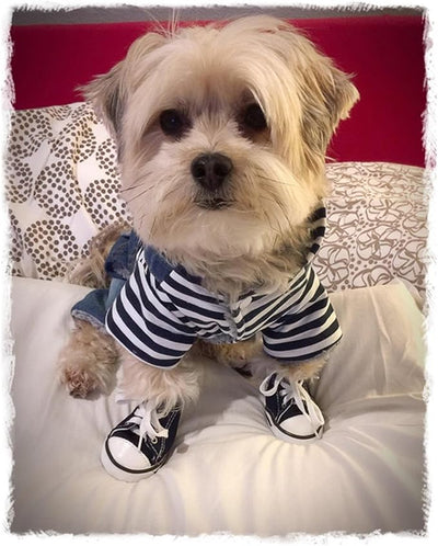 SILD Pet Denim Jumpsuit Dog Jeans Hoodies Cool Blue Coat Medium Small Dogs Classic Jacket Puppy Blue Vintage Washed Vests (XL)