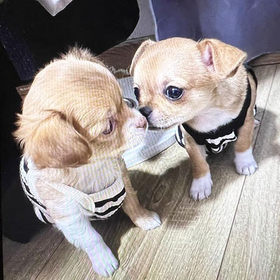 2 Pack Cotton Dog Clothes for Small Dog Girl Boy Striped Sleeveless Pet Tank Top Vest Breathable Puppy Shirt with Leash Ring Cute Cat Outfit for Tea Cup Poodle (Black Apricot, Medium)