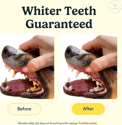 Jasper Dog Toothbrush, 360 Dog Tooth Brushing Kit, Finger Toothbrush, Cat Tooth Brush, Teeth Cleaning, Pet Tooth Brush for Small & Large Pets, Pet Toothpaste Not Included, 4-Pack Clear