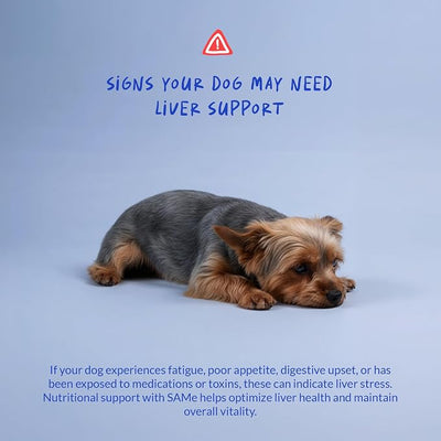 Same for Dogs 120 Tablets - Liver Supplement, Brain & Mood Support | S-Adenosyl-L-Methionine formula. Supports liver function, brain health & mood. Daily cognitive support.