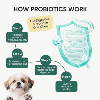 Probiotics for Dogs Gut Digestive Health Probiotic Chews for Dogs Digestive Enzymes Relieve Diarrhea Immunity Oral Problems Itching Constipation Prebiotics Dog Probiotics 200 Ct Pumpkin