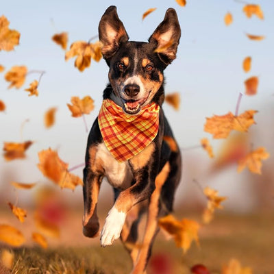 Abbylike 50 Pcs Fall Plaid Dog Bandanas Bulk Autumn Gingham Bandanas for Dogs Triangle Kerchief Bib Scarf for Pet Thanksgiving Party Costume Photo Props Accessories, 25 Styles(31.5 x 21.7 x 21.7)
