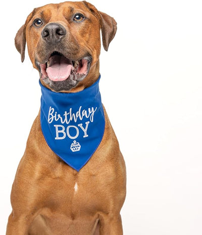 Birthday Boy with Cupcake Dog Bandana | 100% Cotton Tie Dye | Made in USA | Birthday | Pawty | Party Theme | Celebration Supplies | Photoshoot | One Size | Rainbow Scrunch (214)