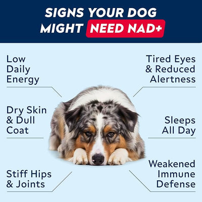 STRELLALAB NMN Supplement | NAD+ Longevity for Dogs - Quercetin, Resveratrol - Energy Boost for Senior Dogs, Canine Cognitive Supplement for Brain Health - Anti Aging Support Chews - 90Ct