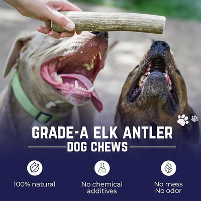 Devil Dog Pet Co. Elk Antlers for Dogs, Natural Dog Chew for Aggressive Chewers - Long Lasting and Odor Free - USA Sourced - Cleaner Teeth, Anxiety & Boredom Relief - Whole Jumbo 8"+ - Antler Bone