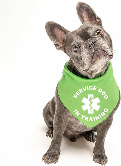 Service Dog in Training Dog Bandana | 100% Cotton Tie Dye Triangle |Service Dog | Working Animal | Assistance | One Size | Royal Scrunch (289)