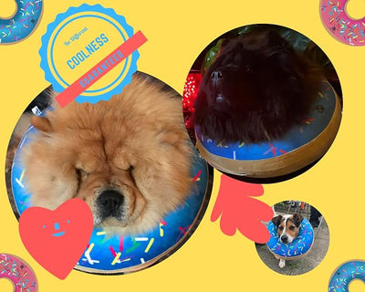 Dog Donut Collar | Great Alternative to a Traditional Plastic Cone or a Soft Recovery Collar | Our Inflatable Recovery Collar is an Excellent Choice After Surgery | Made for Large Dogs (Blue)