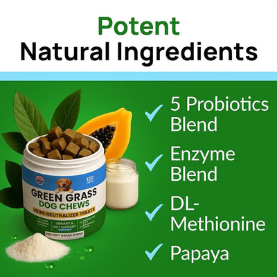 PAWFECTCHEW Green Grass Dogs Chews w/Probiotics - Prevent Urine Burning Grass - Pee Gras Spot Saver - Dog Urine Neutralizer for Lawn Treats, UT & Gut Health for Dogs, Lawn Burn from Dog Urine