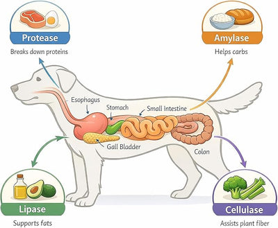Digestive Enzymes + Probiotics for Dogs – Gut Health & Sensitive Stomach Support – Helps Relieve Gas, Bloating & Improve Digestion – Daily Digestive Aid Powder – 112 Servings – Dr. Goodpet