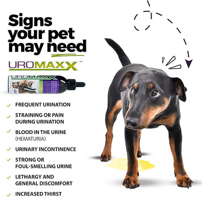 UroMAXX Urinary Tract, UTI, Kidney & Bladder Formula for Cats and Dogs, 6 oz Bottle, (2 Pack)