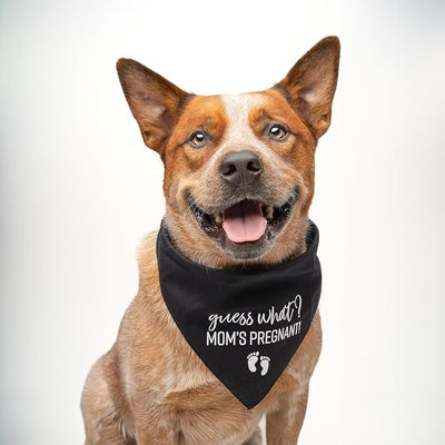 Guess What? Mom's Pregnant Dog Bandana | 100% Cotton Adjustable Triangle | Made in USA | New Baby | Pregnancy Announcement Photoshoot Prop | Gender Reveal | Orange X-Small (216)