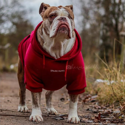 Spark Paws Dog Hoodie – Premium Dog Sweater for Small, Medium, and Large Dogs | Warm Outfits for French Bulldogs, Pitbull, Puppy, Winter Jacket Alternative - Burgundy - M