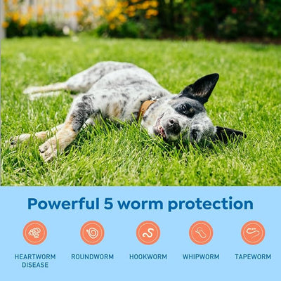 Interceptor Plus Prevention for Heartworm + 4 Other Worms for Dogs 25.1-50 lbs. | 12 Chews, 12-Month Supply