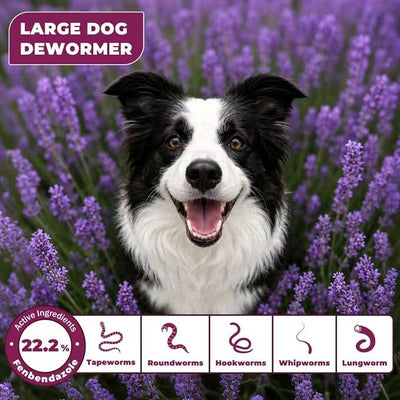 Fenbendazole for Dogs 22.2% (222 mg/g), Large Dog Dewormer Powder, 4g x 30 Packets, Broad-Spectrum Canine Dewormer for Roundworms, Hookworms, Whipworms & Taenia Tapeworms