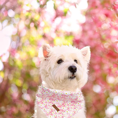 Lionheart Glory Dog Bandana - Square Adjustable Florals Dog Kerchief for Medium & Large Dogs, Soft Washable Comfortable Scarf, Perfect for Spring/Summer - Pack of 1