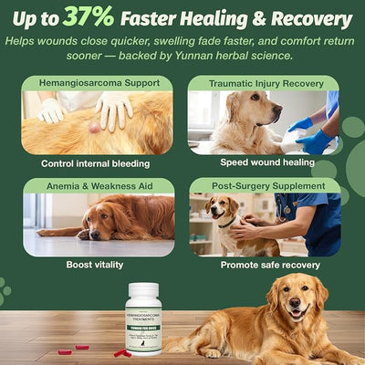 Quick Stop Bleeding for Dogs, Natural Yunnan Sanqi Capsules for Hemangiosarcoma, Hemoabdomen, Pericardial Effusion, Cancer Bleeding, Severe Bruising, Ulcer-Related Bleeding, Bloody Stools-90 Capsules