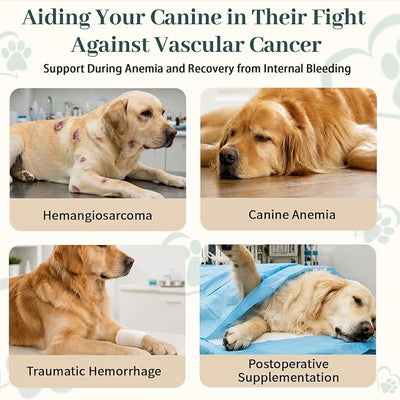 Yun nan Sanqi Capsules for Dogs - Pure Root Powder with Ajuga for Hemangiosarcoma, Hemoabdomen, Pericardial Effusion, Ulcer-Related Bleeding, Cancer Bleeding, Severe Bruising - 90 Capsules