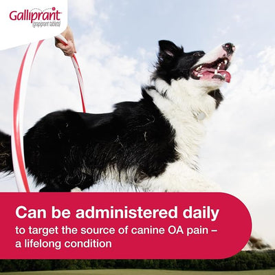 Galliprant Osteoarthritis Pain & Inflammation Control for Dogs | 60mg | 30 Flavored Tablets