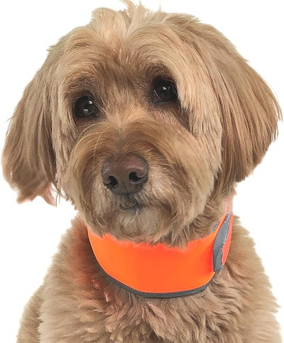 CoolerDog Hi-Vis Cooling Dog Collar for Medium Dogs – Reflective Re-Freezable Ice Collar for Hot Weather & Heat Relief (Orange, Medium)