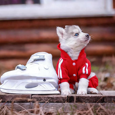 Dog Hoodie Security Clothes 4 Legs Dog Jumpsuit Sweatshirt Hoodies Soft & Warm Dog Outfit Pullover Dog Winter Clothes Sweater for Small Medium Large Dogs Cats (Red, Medium)