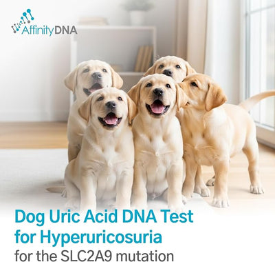 Dog Uric Acid DNA Test for Hyperuricosuria | Home Sample Collection Kit for 1 Canine | Dogs Uric Acid Testing | Results in 7 Working Days | A Complete Kit with No Extra Fees