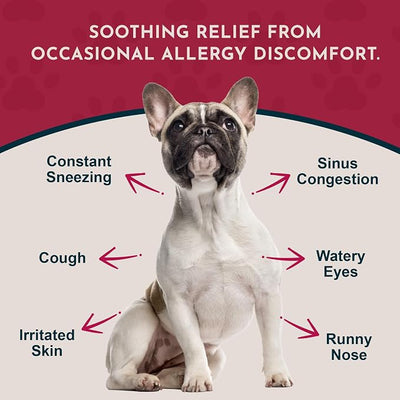 Animal Essentials Seasonal Allergy Treatment for Dogs - Liquid Herbal Support for Dogs & Cats, Wellness Supplement for Sensitive Skin & Seasonal Comfort, Licorice Tincture, 100% Organic - 1 fl oz