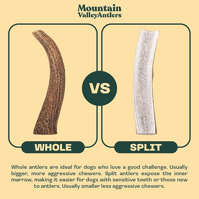 Mountain Valley Elk Antlers for Dogs - 100% Natural & Organic Chew for Aggressive Chewers, No Odor, No Mess, Long Lasting - Wild-Foraged Naturally Shed Antlers in USA - Grade A, Whole Jumbo (1 Pack)