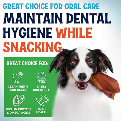 FETCHERONI Whole Pig Ears for Dogs Large - 30 Pack Long Lasting Dog Chews – One Ingredient Delicious All Natural Flavor – Easy to Digest Dog Treats for Large Dogs - Great for Teeth and Gums