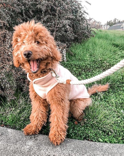 Gooby Fleece Vest Dog Sweater - Peach, X-Small - Warm Pullover Fleece Dog Jacket with O-Ring Leash for Small to Medium Dogs