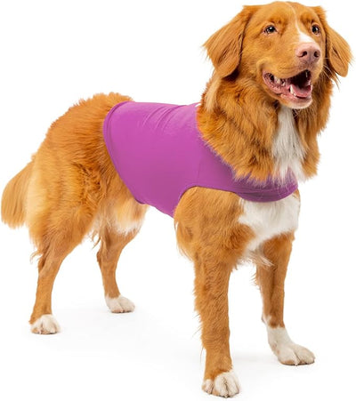 Dog Anxiety Calming Wrap, Medium, Radiant Orchid