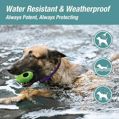 ZingZap Flea & Tick Collar 2-Pack Green, Protects from Biting Insects, Adjustable Fits Both Dogs & Cats, Built-in Plant Based Formula, Slow-Release Lasting Protection, Waterproof
