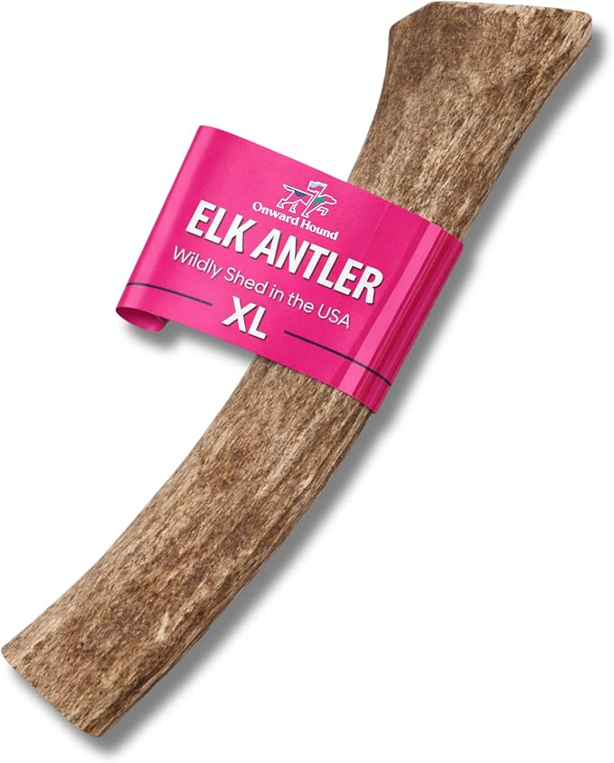 Onward Hound Elk Antlers for Dogs, 8 Inch+ XL Whole Antler Chew, Natural Dog Antler for Aggressive Chewers, Long Lasting Dog Chew, Single Ingredient, Low Odor No Greasy Mess, Made in USA, 1-Pack