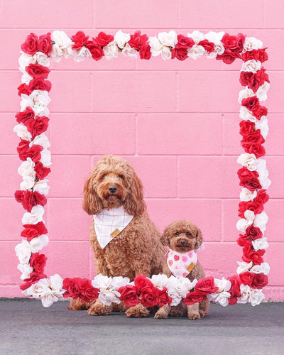 Remy+Roo Dog Bandanas - 2 Pack | Valentine's Day Sweetheart Dog Bandanas Set | Premium Durable Fabric | Patented Shape Bandanas for Dogs (Sweetheart, Large)