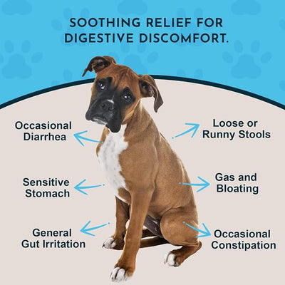 Animal Essentials Slippery Elm - Slippery Elm Bark Anti Diarrhea Drops for Dogs and Cats, Organic Herbal Extract for Healthy Gut, Digestive & Throat Support, Helps Acid Reflux, Liquid Formula- 1 fl oz
