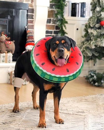 Inflatable Dog Pillow Cone Collar After Surgery, Donut Soft Neck Cone for Husky Border Collie Large Dogs, etc, Recovery E Collar to Stop Licking Watermelon