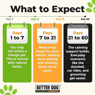 Better Dog Calm Surrender by Cesar Millan® Herbal Dog Calming Support Powder, Calming Supplements for Dogs, Dog Supplements for Travel, Grooming & Loud Noises, Chamomile, Valerian, Catnip, 4oz