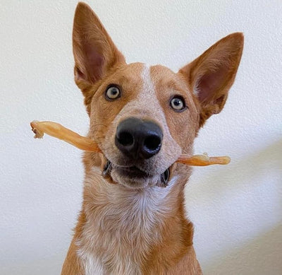 Beef Tendons for Dogs Made in USA. 6-10 Inch Grass Fed Farm-Raised American Beef Dog Treats. All Natural Dog Dental Chews. Grain Free Odor-Free Chews 8 Ounce