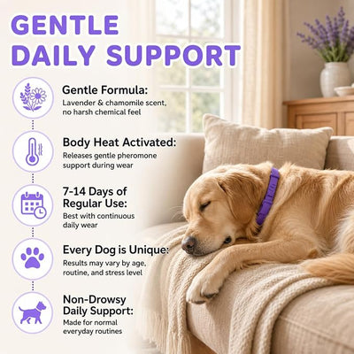 Calming Collar for Dogs 4 Pack - Up to 240 Days Pheromone Dog Collar for Anxiety and Stress Support - Fits Small Medium Large Dogs, Purple
