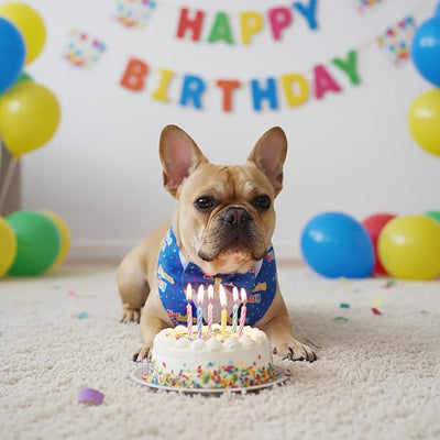 ADOGGYGO Birthday Boy Dog Tuxedo Bandana, Blue Collar with Bow Tie, Adjustable Formal Birthday Costume for Medium Dogs (M)